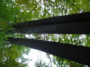 Liriodendron tulipifera Liriodendron tulipifera